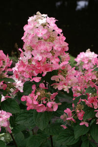 Obraz Hydrangea